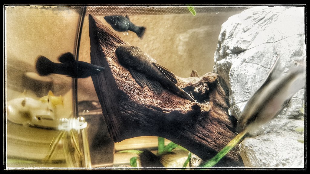 Schwarmfischsuche/Aquaristiktutorial/Gutenberg, der neue&nbsp;WP-Editor