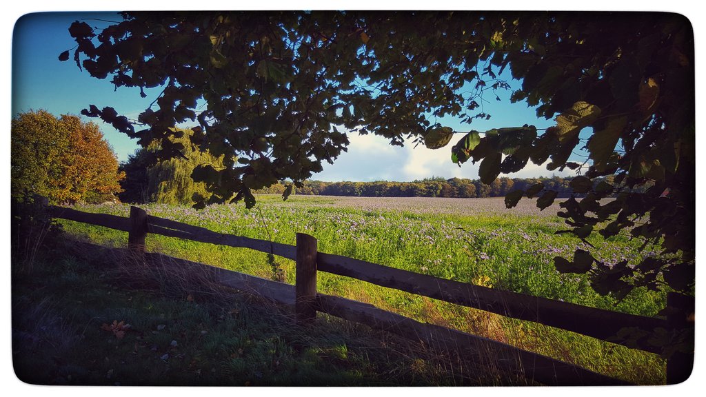Phaceliablüte rund um Mohrberg