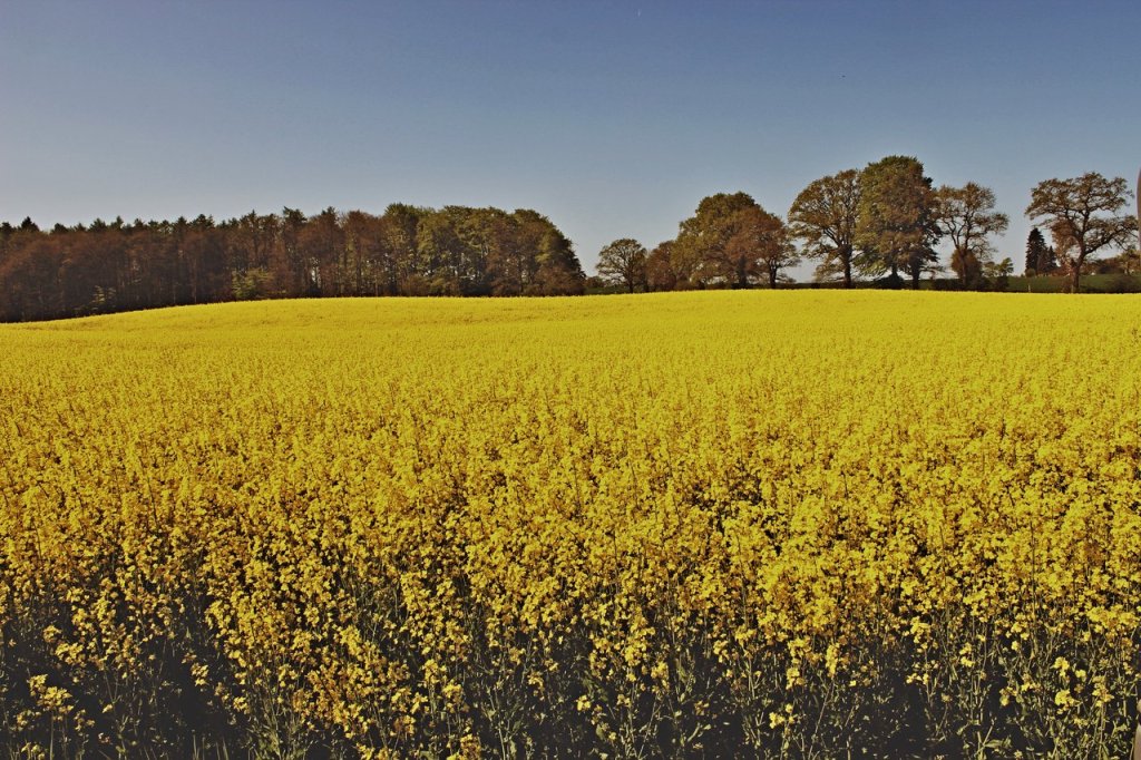 De Brømkopp im&nbsp;Rapsfeld