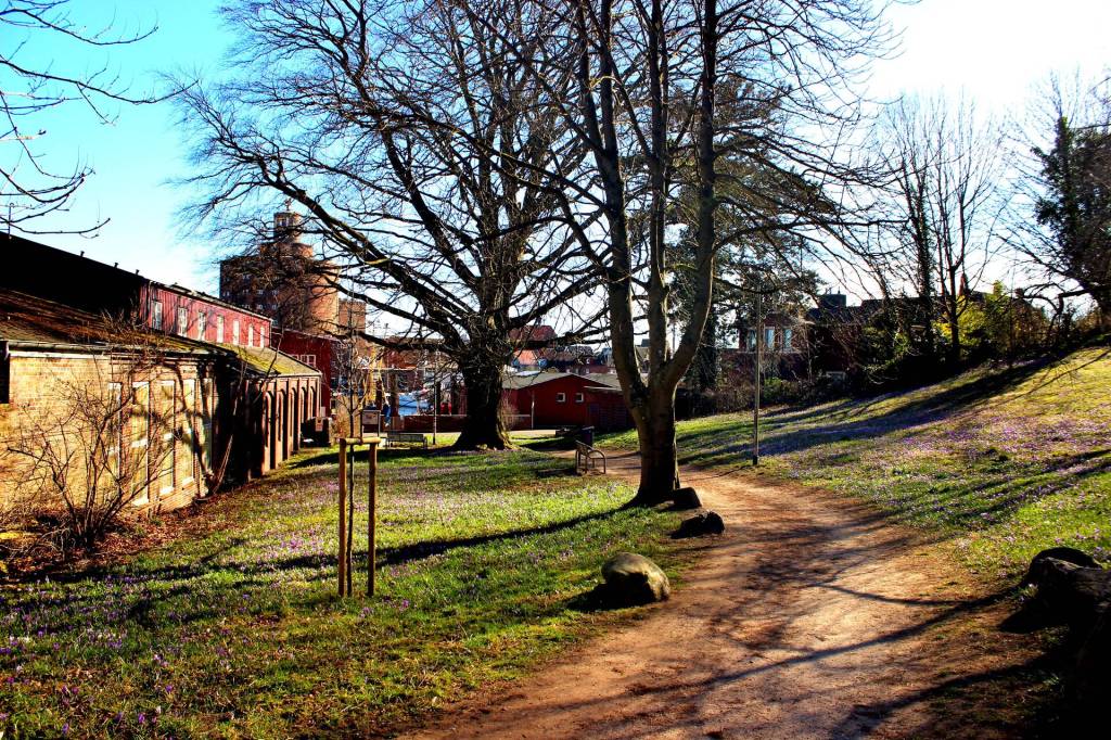 Krokusblüte im Hafenpark